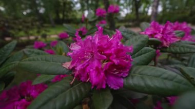Rhododendron ferrugineum çalılığında güzel kırmızı çiçekler.