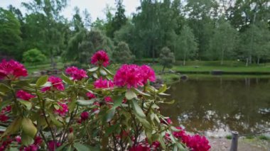 Rhododendron ferrugineum çalılığında güzel kırmızı çiçekler.