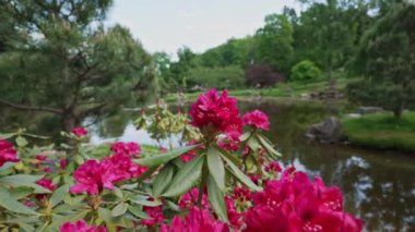 Rhododendron ferrugineum çalılığında güzel kırmızı çiçekler.