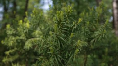 Taxus yastık verisi ağacında güzel yeşil iğneler.