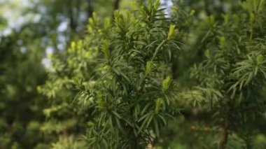 Taxus yastık verisi ağacında güzel yeşil iğneler.