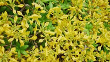 Rhododendron Luteum çalılığında güzel sarı çiçekler.