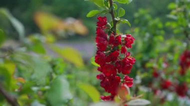 Chaenomeles japonica ağacında güzel kırmızı çiçekler.