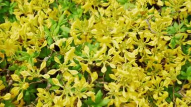 Rhododendron Luteum çalılığında güzel sarı çiçekler.