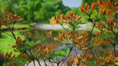 Rhododendron Luteum çalılığında güzel sarı çiçekler.