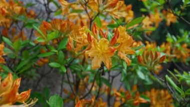 Rhododendron Luteum çalılığında güzel sarı çiçekler.