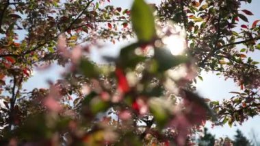 The sun shines through the branches of a blossoming apple tree.