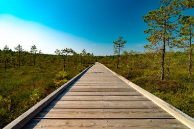 Wooden platform on the Viru Raba swamp lake in Estonia. clipart