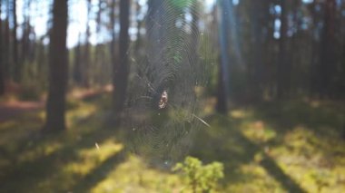 Ormandaki Güneş Işıklı Örümcek: Doğanın Altın Ağı