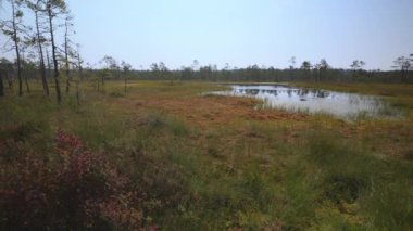 Viru Raba bataklık Gölü Estonya.