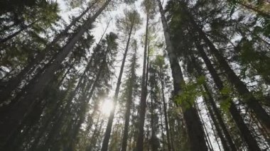 Çam ağaçları olan tipik kozalaklı orman..