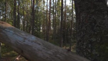 Çam ağaçları olan tipik kozalaklı orman..