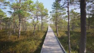 Bataklık gölünde yürüyorum. POV görünümü.