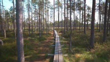 Bataklık gölünde yürüyorum. POV görünümü.