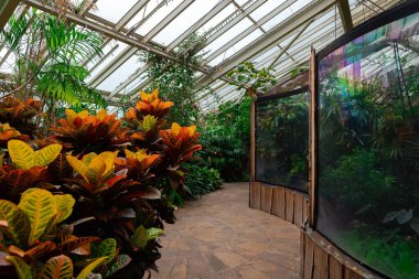 Tropikal bitkilerle dolu büyük bir sera. Botanik Bahçesi.