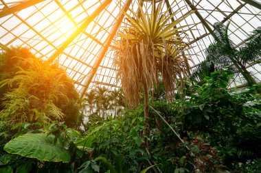 Tropikal bitkilerle dolu büyük bir sera. Botanik Bahçesi.
