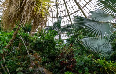 Tropikal bitkilerle dolu büyük bir sera. Botanik Bahçesi.