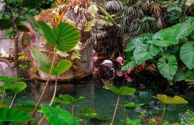 Artificial pond in a greenhouse with tropical plants. clipart