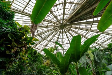 Tropikal bitkilerle dolu büyük bir sera. Botanik Bahçesi.