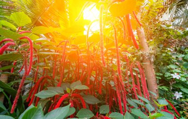 Philippine medusa or red hot cat tail. Acalypha hispida. clipart