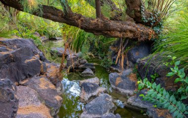 Tropikal bir ormanda akan bir dere..