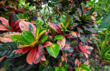 Kroton fabrikasını ateşleyin. Kodiaeum varyasyonu.
