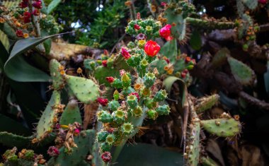 Yakın plan Çekimde Canlı Kaktüs Çiçeği.