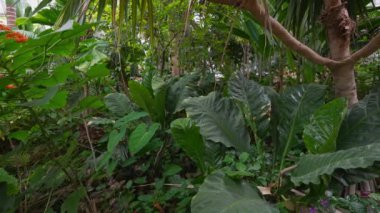 Tropikal bitkilerle dolu büyük bir sera. Botanik Bahçesi.