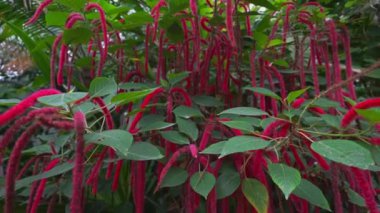 Filipin medusa 'sı ya da kızıl seksi kedi kuyruğu. Acalypha hispida.