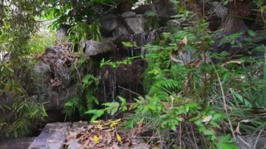 Tropiklerdeki kayaların arasından küçük bir şelale akıyor..