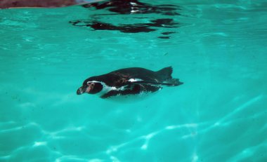 Penguen denizde suyun altında yüzer..