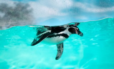 Penguen denizde suyun altında yüzer..