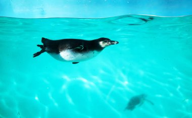 Penguen denizde suyun altında yüzer..