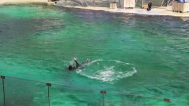 Antibes, Fransa - 19.09.2024: Marineland 'de yunus gösterisi.