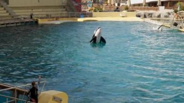 Antibes, Fransa - 19.09.2024: Katil Balina Gösterisi.