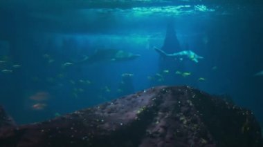 Su altı dünyası. Balıklı ve köpekbalıklı mercan kayalıkları.