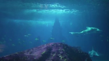 Su altı dünyası. Balıklı ve köpekbalıklı mercan kayalıkları.