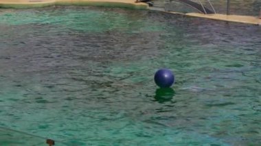 Açık hava yunuslarında yunus gösterisi.