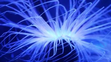 Deniz şakayığı neon ışıklarıyla aydınlatılmış..