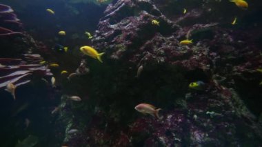 Deniz tabanında çeşitli tropikal balık ve mercanlar..