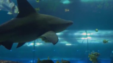 Bir köpekbalığı akvaryumda su altında yüzer..