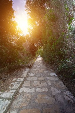 Ormanın derinliklerine giden bir yol..