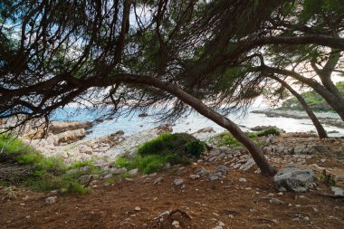 Wind-shaped pines at Cap d'Antibes. clipart