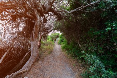 A path leading deep into the forest. clipart