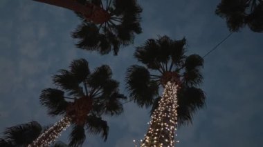 Aydınlatılmış palmiye ağaçları akşam gökyüzüne karşı.
