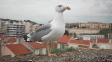 Eski Cannes kasabasının arka planına karşı büyük bir martı..