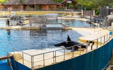 Antibes, Fransa - 18.09.2024: Marineland 'de Orca gösterisi.