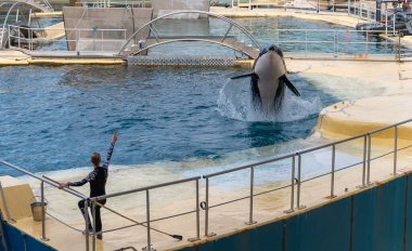 Antibes, Fransa - 18.09.2024: Marineland 'de Orca gösterisi.