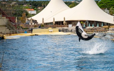 Antibes, Fransa - 18.09.2024: Marineland 'de Orca gösterisi.