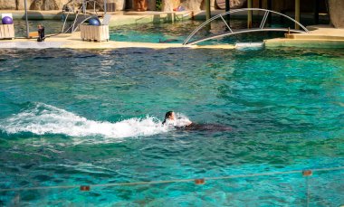 Antibes, Fransa - 18.09.2024: Marineland 'de yunus gösterisi.